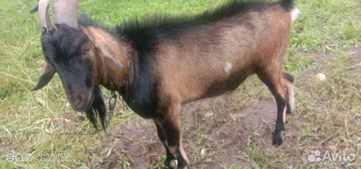 Вязка,молодой козёл, на мясо, козы молоко,козлята