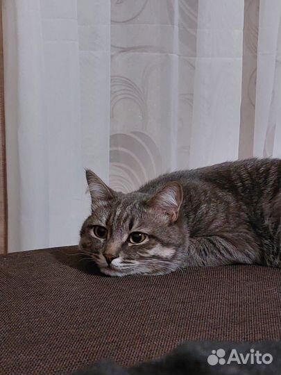 Кот в добрые руки