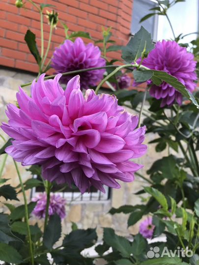 Георгины корни