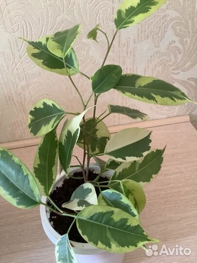 Фикус бенджамина пестролистный