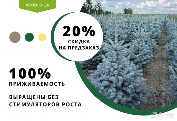 Экстра качество Смарагд