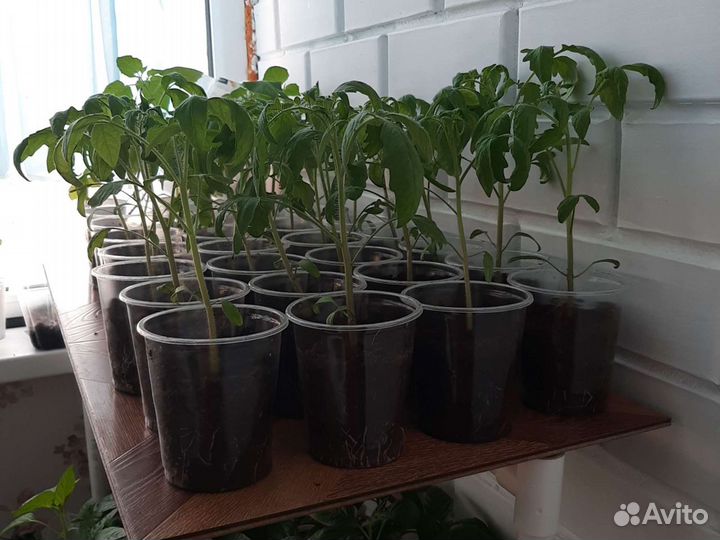 Рассада помидор