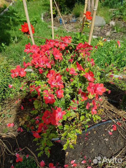 Пеларгония