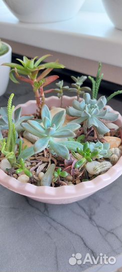 Флорариум суккуленты