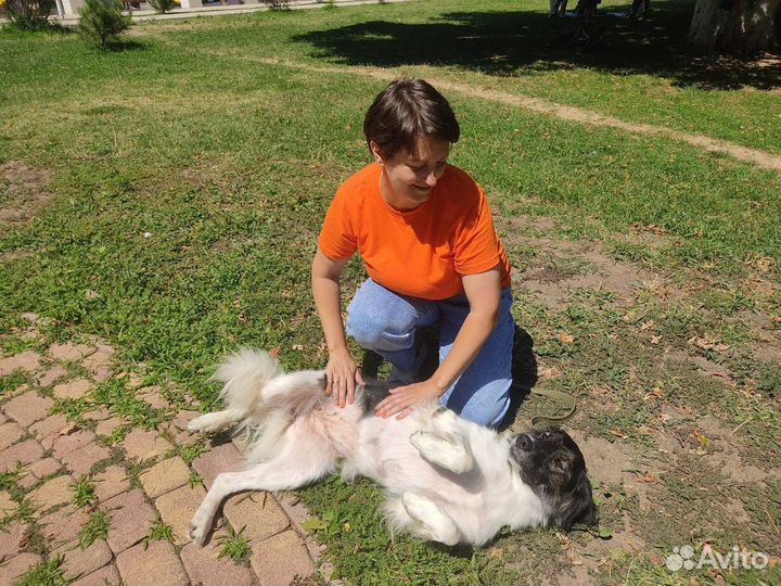 Собака Анфиса в добрые руки