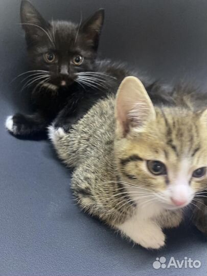 Котята в добрые руки бесплатно