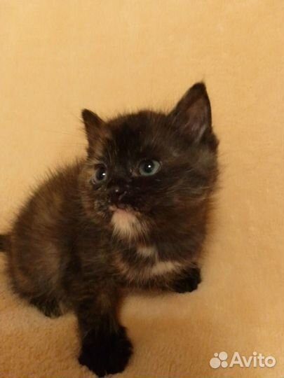 Котенок ищет дом