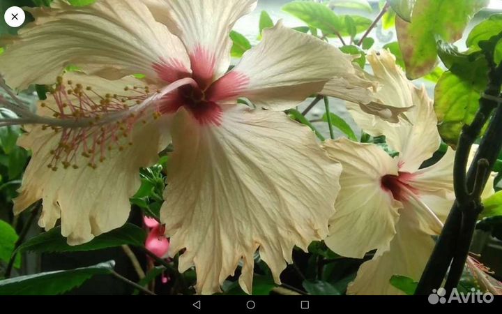 Сортовые гибискусы, клероден. том., манстеру, и др