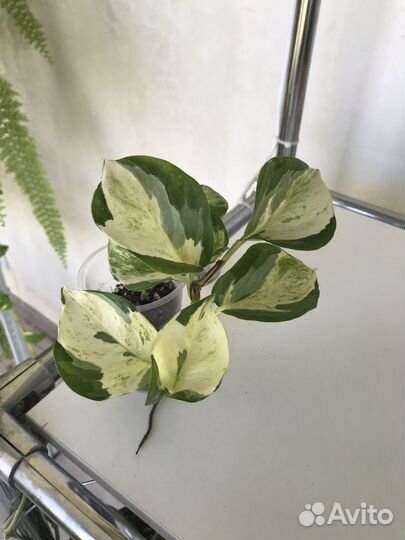 Сциндапсус и др