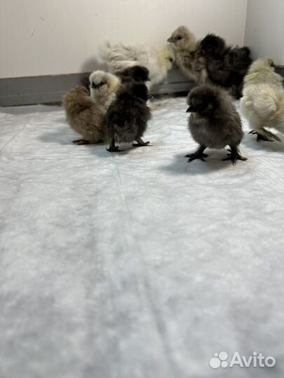 Цыплята падуаны,китайские шелковые и Льюянги