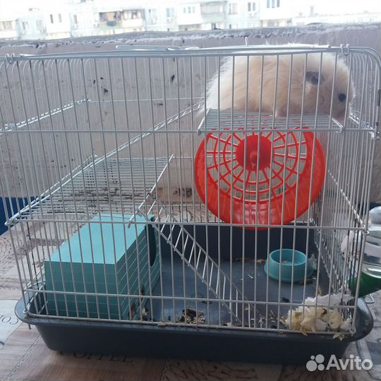 Сирийский хомяк с клеткой