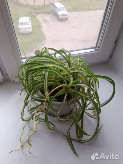 Хлорофитум