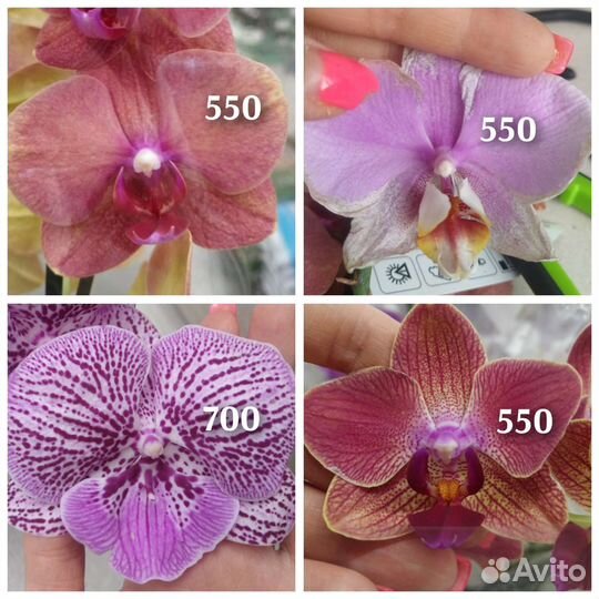 Орхидея фаленопсис оцветашки