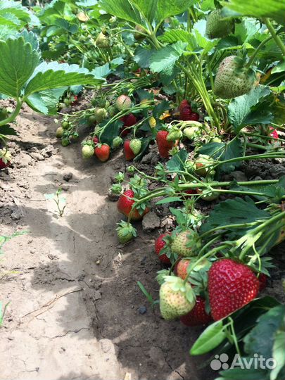 Рассада клубники