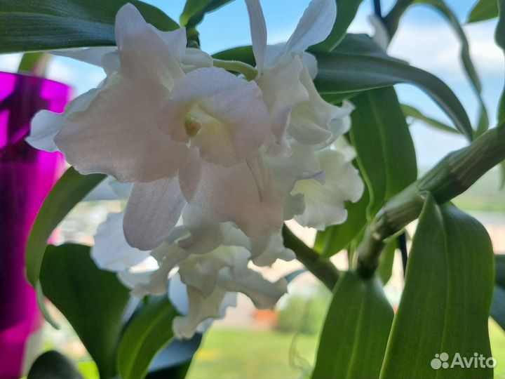 Орхидея фаленопсис и дендробиум