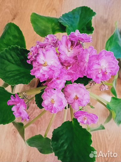 Сортовые фиалки