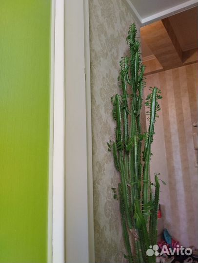 Молочай треугольный