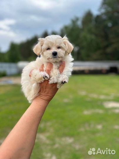 Мальтипу ф1 микро девочка