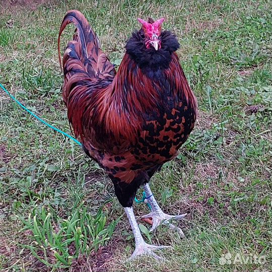 Петух Эйленбарт