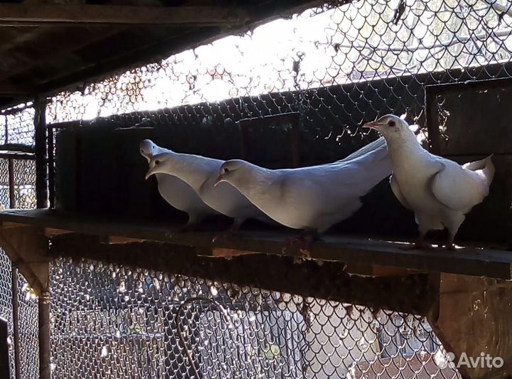Голуби белые