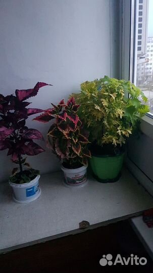 Колеусы вегетативные