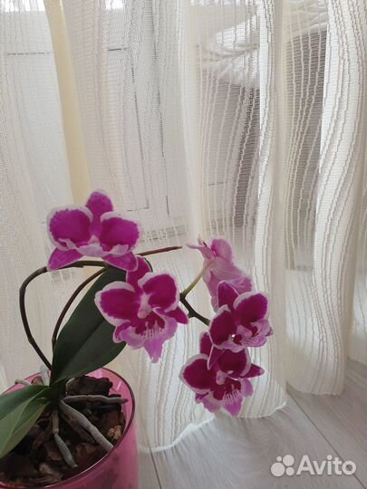 Орхидея Phalaenopsis Younghome '5152'