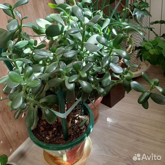 Толстянка(денежное дерево)