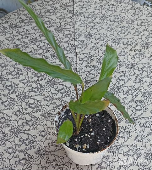 Декоративнолиственные