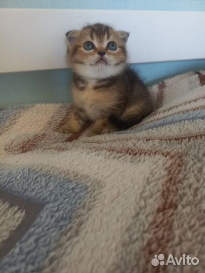 Шотландские котята