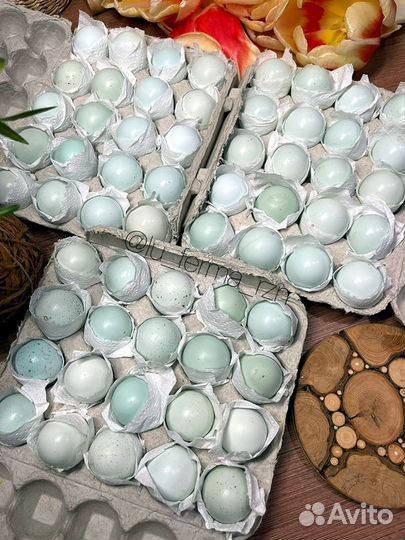 Инкубационное яйцо перепел Селадон (голубое яичко)