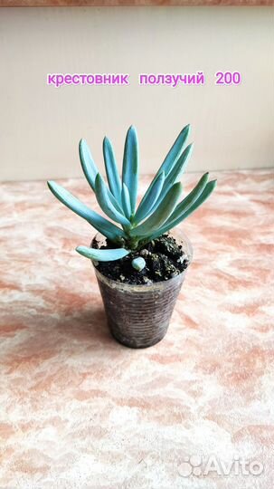 Сенецио, Оттона, Русселия, крестовник, крассула