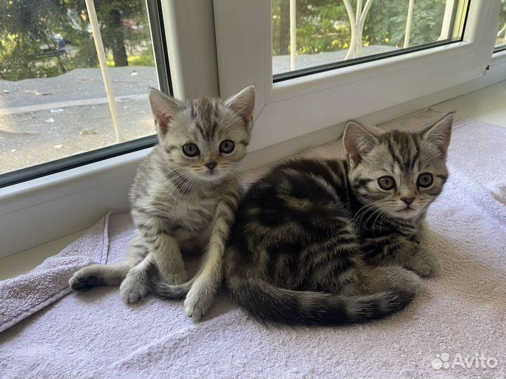 Шатланские прямоухие котята