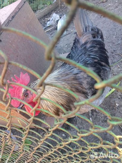 Сильверудд блу