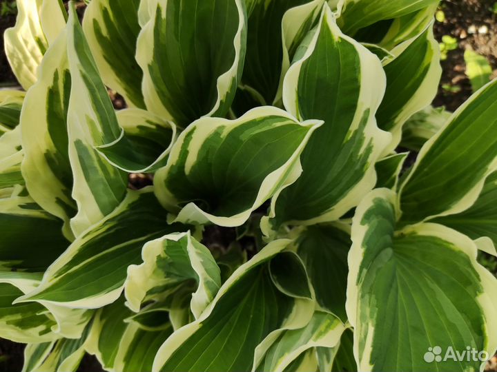 Хосты 5 сортов