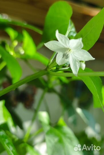 Комнатный острый перец