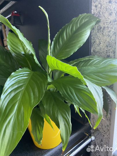 Спатифиллум (женское счастье)