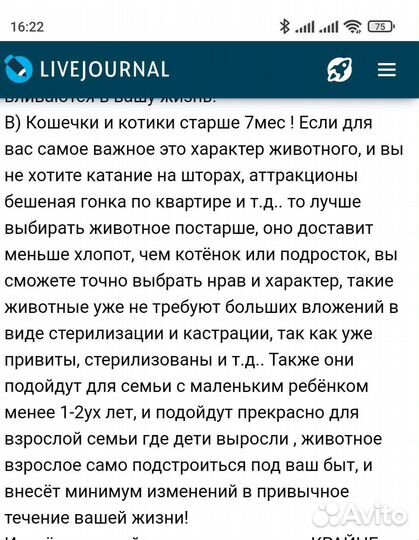 Бенгальские котята