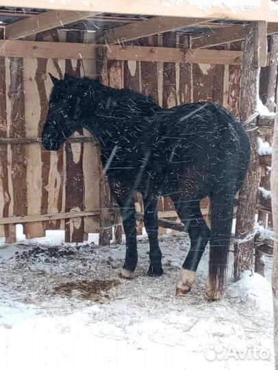 Лошадь на мясо