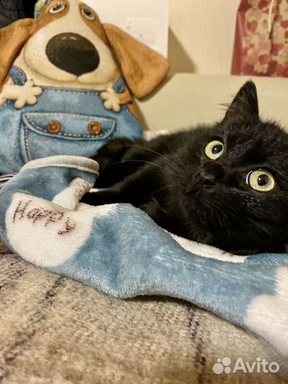 Бомбейский котёнок метис (мальчик,девочка) 2,5мес