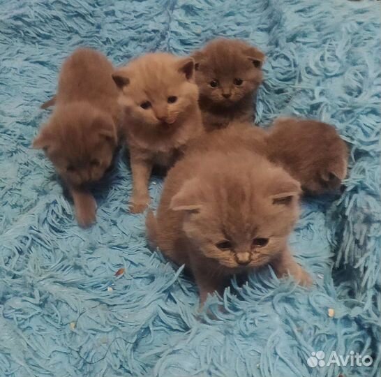 Британские вислоухие котята