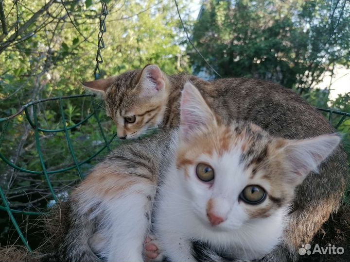 Кошки в дар бесплатно