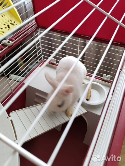 Продам кролика с клеткой по имени Зурочка