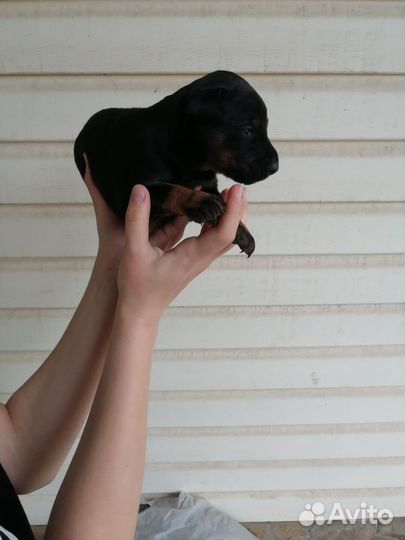 Щенки добермана