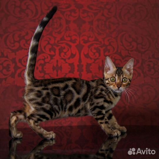 Бенгальчики