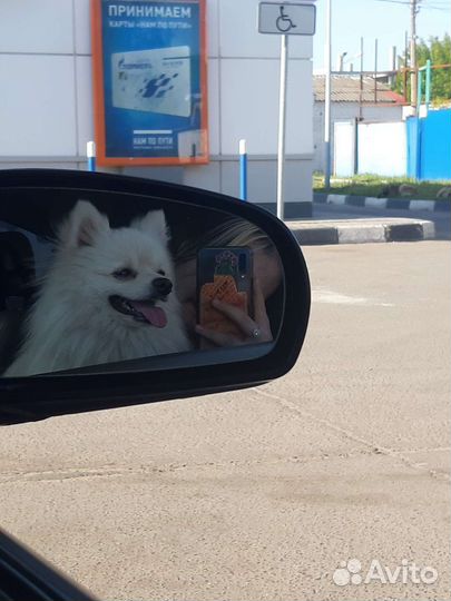 Выгул собак и передержка