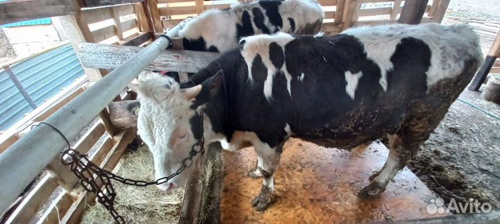 Домашние животные