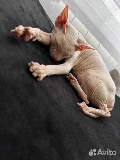 Кошка сфинкс