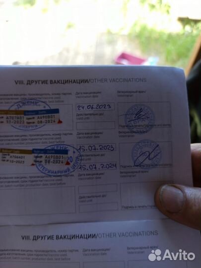 Собака в добрые руки отдам бесплатно