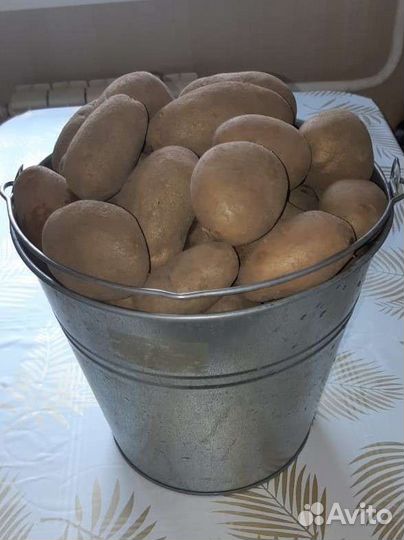 Продам картофель