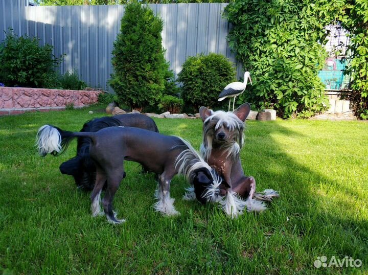 Гостиница для собак